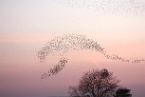 a flock of starlings