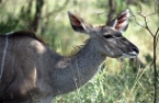 a female kudu, side-on